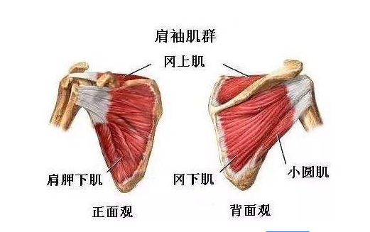 半夜健身有效果吗_半夜房热身健身运动可以吗_健身房半夜热身运动